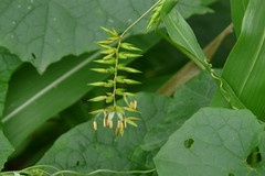 Chionachne koenigii